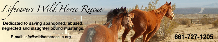 lifesavers banner